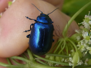 Chrysolina coerulans