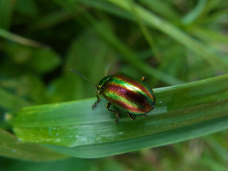 Chrysolina fastuosa