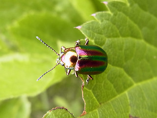 Chrysolina fastuosa