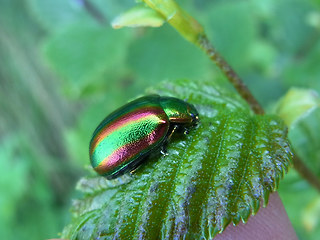 Chrysolina fastuosa