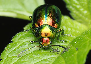 Chrysolina fastuosa