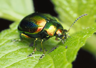 Chrysolina fastuosa