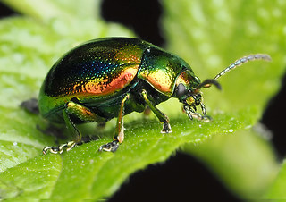 Chrysolina fastuosa