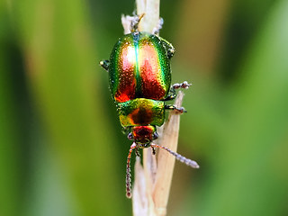 Chrysolina fastuosa