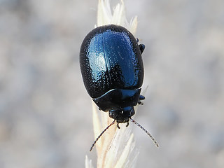 Chrysolina haemoptera