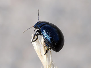 Chrysolina haemoptera