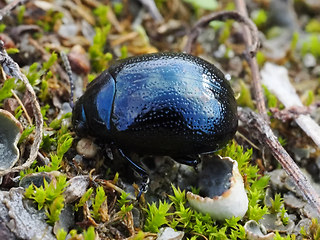 Chrysolina haemoptera