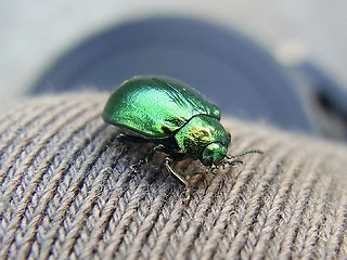 Chrysolina herbacea