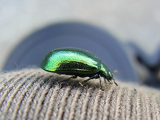 Chrysolina herbacea