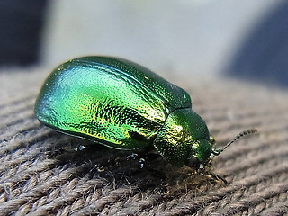 Chrysolina herbacea