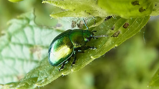 Chrysolina herbacea
