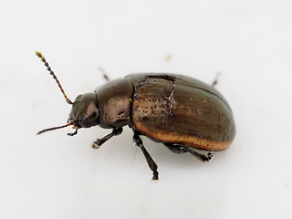 Chrysolina marginata