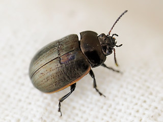 Chrysolina marginata