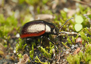 Chrysolina marginata