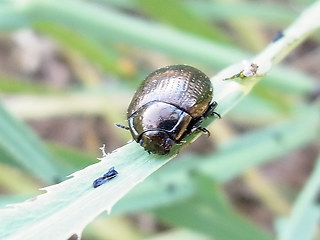 Chrysolina oricalcia