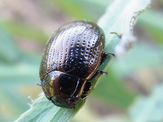 Chrysolina oricalcia