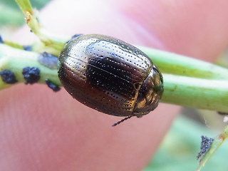 Chrysolina oricalcia