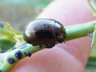 Chrysolina oricalcia