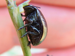 Chrysolina oricalcia