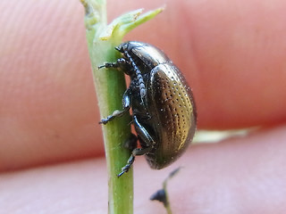 Chrysolina oricalcia