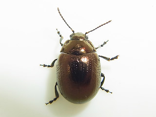 Chrysolina oricalcia