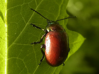 Chrysolina polita