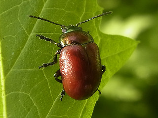 Chrysolina polita