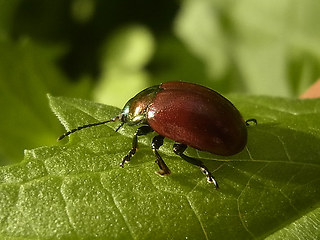 Chrysolina polita