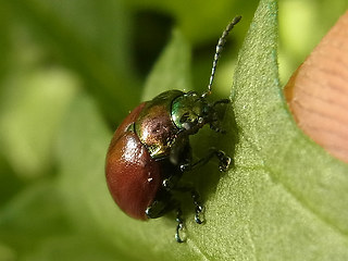 Chrysolina polita