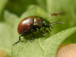 Chrysolina polita