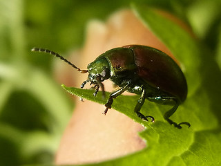 Chrysolina polita