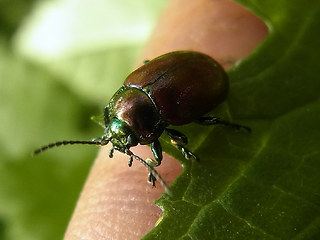 Chrysolina polita