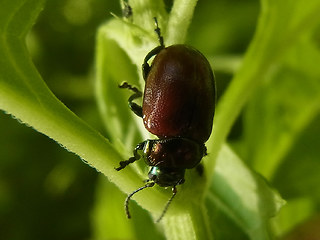 Chrysolina polita