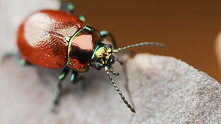 Chrysolina polita