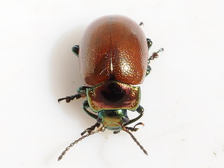 Chrysolina polita