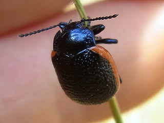 Chrysolina sanguinolenta