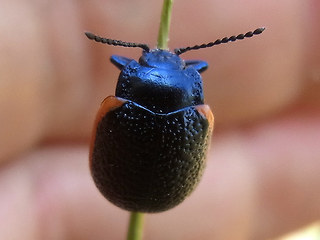 Chrysolina sanguinolenta