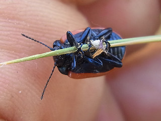 Chrysolina sanguinolenta