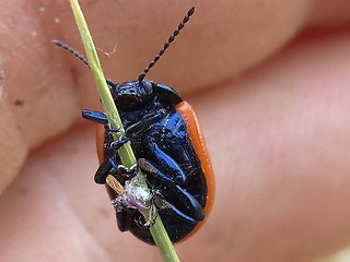 Chrysolina sanguinolenta