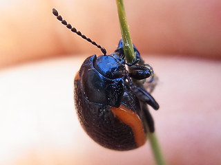 Chrysolina sanguinolenta