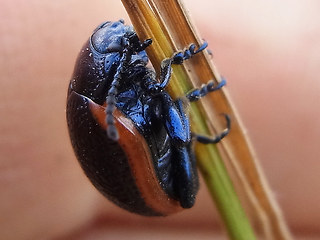 Chrysolina sanguinolenta