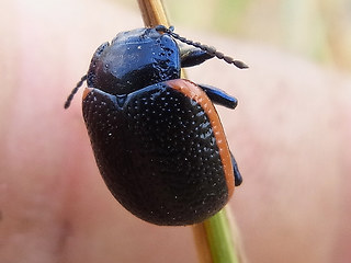 Chrysolina sanguinolenta