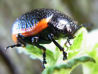 Chrysolina sanguinolenta