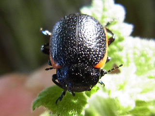 Chrysolina sanguinolenta