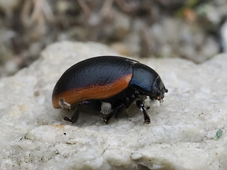 Chrysolina sanguinolenta