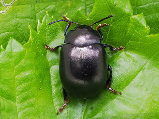 Chrysolina sturmi