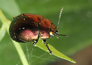 Chrysolina varians