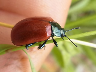 Chrysomela populi