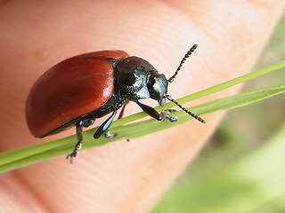 Chrysomela populi