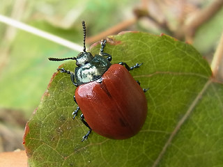 Chrysomela populi